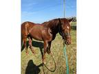 Western horse