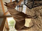 Arabian Gelding