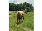 Buckskin Broodmare