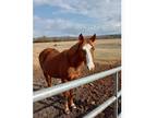 Great Trail Horse for Lease