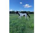 Stunning Black and White Mare