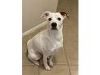 Adopt Aphrodite - Permanent Foster a Boxer