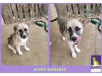 Adopt ALICE a Anatolian Shepherd, Mixed Breed