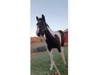 Quarter Horse