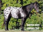 Fancy Broke, Blanketed Appy