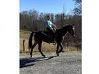 Kid Safe standardbred