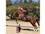 Lesson horse for sale