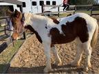3 yr old great gypsey