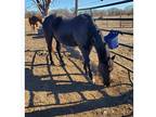 Horse for sale