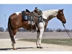 2014 Sorrel Tobiano Gelding