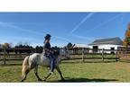 Awesome ridingdriving pony!