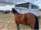 Quater horseDraft cross