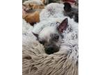 Adopt Tildy a Chinese Crested Dog, Mixed Breed