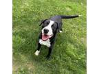 Adopt Bella a Mixed Breed