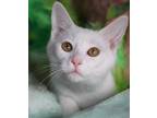 Adopt Chiclet a American Shorthair, Domestic Short Hair