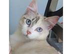 Adopt Marsha a Siamese
