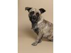 Adopt Zara a Dutch Shepherd, Pomeranian