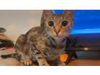 Adopt Stella a Domestic Short Hair