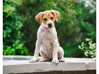 Adopt Marbles a Catahoula Leopard Dog