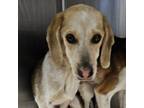 Adopt Micasa a Beagle, Dachshund