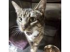 Adopt Maisie a American Shorthair