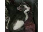 Adopt Maybe a American Shorthair