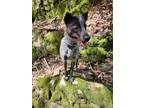 Adopt Paula (P Siblings) a Australian Cattle Dog / Blue Heeler