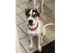 Adopt Pippa a Pointer, Bull Terrier