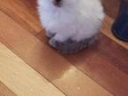 Persian X Ragamese Hybrid