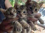 Male And Female Bengal Kittens