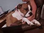 Adopt Lucy a Boxer, Hound