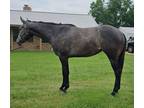 Big Beautiful Hot Ones Only Filly Available
