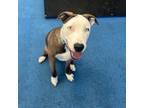 Adopt Sadie a Siberian Husky, Rottweiler