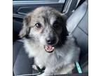 Adopt Fluff a Mixed Breed, Pomeranian
