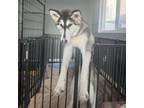 Adopt Dolly a Husky, German Shepherd Dog