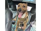 Adopt Henny a German Shepherd Dog, American Staffordshire Terrier