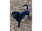 Adopt Boscoe a Dachshund