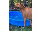 Adopt TRUMAN a Redbone Coonhound, Labrador Retriever
