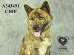 Adopt CHIP a Dutch Shepherd, Mixed Breed