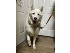 Adopt TOGO a Samoyed, Siberian Husky