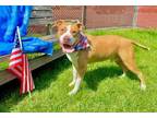 Adopt BART a Pit Bull Terrier