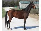 Adopt STU a Thoroughbred