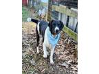Adopt PORTHOS a Portuguese Water Dog, Mixed Breed