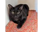 Adopt Danger Floof a Domestic Short Hair