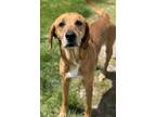 Adopt Chorizo a Redbone Coonhound
