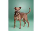 Adopt June Bug a Mixed Breed