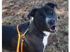Adopt EINSTEIN a American Staffordshire Terrier, Mixed Breed