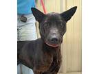 Remy German Shepherd Dog Adult Female