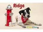Ridge Pointer Puppy Male