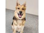 Remi German Shepherd Dog Adult Male